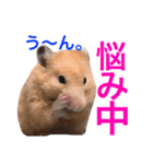 キンクマハムスター チャッピー 2（個別スタンプ：13）