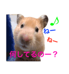 キンクマハムスター チャッピー 2（個別スタンプ：14）