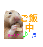 キンクマハムスター チャッピー 2（個別スタンプ：15）