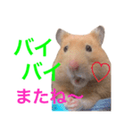 キンクマハムスター チャッピー 2（個別スタンプ：16）