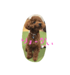 トイプードルのpluto（プーちゃん）（個別スタンプ：3）