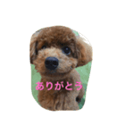トイプードルのpluto（プーちゃん）（個別スタンプ：4）