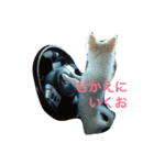 みかんとこむぎ（個別スタンプ：12）