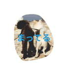 みかんとこむぎ（個別スタンプ：16）