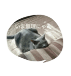 家庭におさまる飼い猫プーコの日常（個別スタンプ：6）