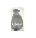 家庭におさまる飼い猫プーコの日常（個別スタンプ：7）