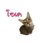 chon＆chiang（個別スタンプ：11）