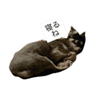 犬＆猫（個別スタンプ：1）