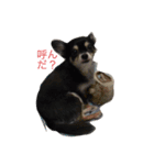 犬＆猫（個別スタンプ：2）
