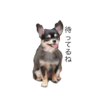 犬＆猫（個別スタンプ：3）