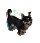 犬＆猫（個別スタンプ：4）