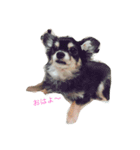 犬＆猫（個別スタンプ：6）
