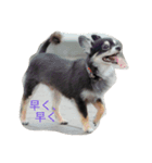 犬＆猫（個別スタンプ：8）