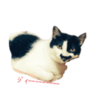 犬＆猫（個別スタンプ：9）