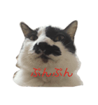 犬＆猫（個別スタンプ：10）