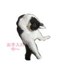 犬＆猫（個別スタンプ：11）