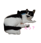 犬＆猫（個別スタンプ：12）
