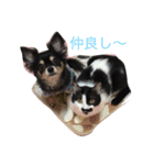 犬＆猫（個別スタンプ：13）