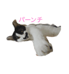犬＆猫（個別スタンプ：14）