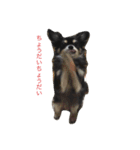 犬＆猫（個別スタンプ：15）