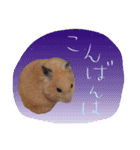 ハムスターのメッセージ（個別スタンプ：2）