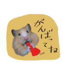 ハムスターのメッセージ（個別スタンプ：4）