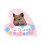 ハムスターのメッセージ（個別スタンプ：6）