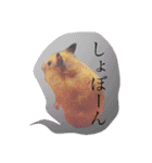 ハムスターのメッセージ（個別スタンプ：7）