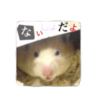ハムスターのメッセージ（個別スタンプ：12）