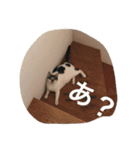 適当なスタンプでござる（個別スタンプ：2）