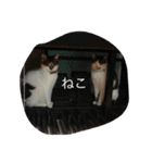 適当なスタンプでござる（個別スタンプ：6）