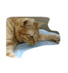 猫のじゅんじゅん（個別スタンプ：1）