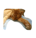 猫のじゅんじゅん（個別スタンプ：2）
