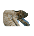 猫のじゅんじゅん（個別スタンプ：8）