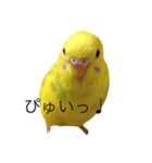 鳥 ぴゆうい（個別スタンプ：1）
