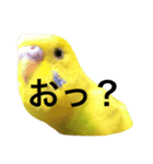 鳥 ぴゆうい（個別スタンプ：12）