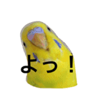 鳥 ぴゆうい（個別スタンプ：14）