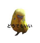 鳥 ぴゆうい（個別スタンプ：16）