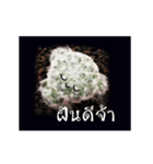 Emotion Cactus（個別スタンプ：20）