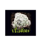 Emotion Cactus（個別スタンプ：23）