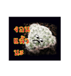 Emotion Cactus（個別スタンプ：24）