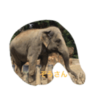 動物好きな動物写真（個別スタンプ：1）