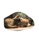 動物好きな動物写真（個別スタンプ：3）