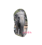 動物好きな動物写真（個別スタンプ：4）