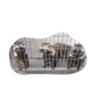 動物好きな動物写真（個別スタンプ：6）