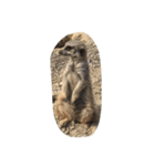 動物好きな動物写真（個別スタンプ：8）