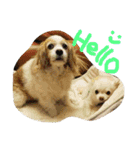チワワふー＆キャバマルここ 第2弾（個別スタンプ：1）