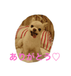 チワワふー＆キャバマルここ 第2弾（個別スタンプ：3）