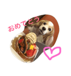 チワワふー＆キャバマルここ 第2弾（個別スタンプ：4）
