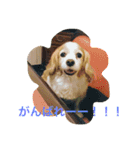 チワワふー＆キャバマルここ 第2弾（個別スタンプ：10）